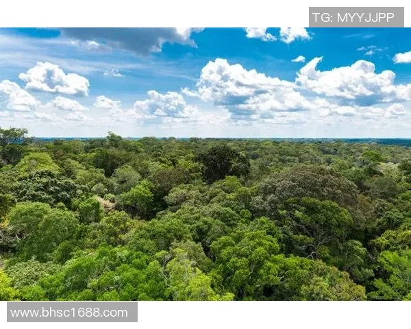 巴西雨林保护与经济发展之间的冲突与平衡探索